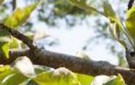 træskov-have-pasning-beskæring-frugttræer-risikovurdering-træfældning-træpleje-biodiversitet